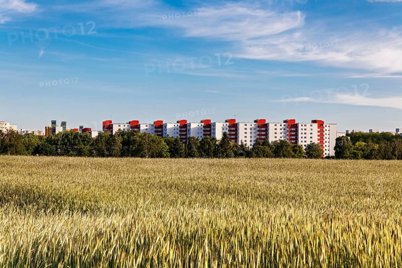 Cornfield with multi-storey buildings