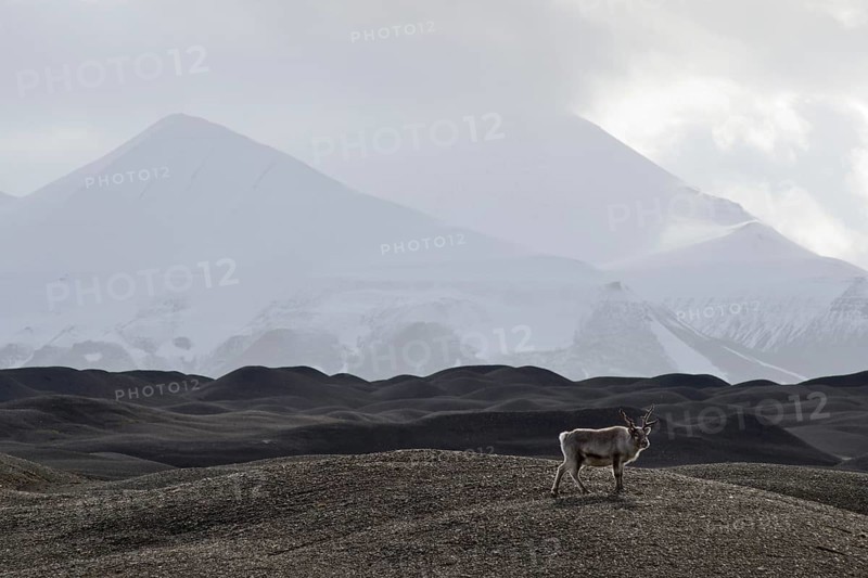 Svalbard Reindeer (Rangifer tarandus platyrhynchus) in the moraine landscape of Nathorstbreen Glacier