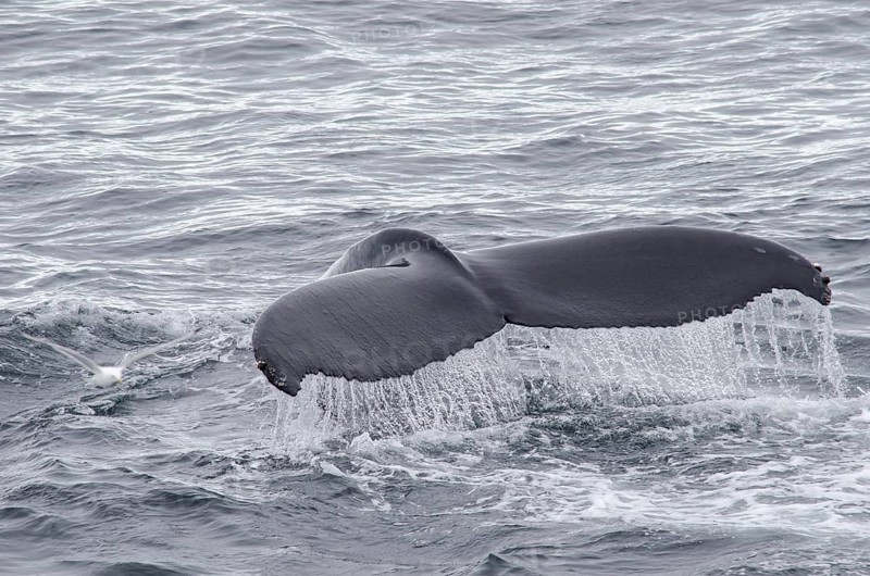 Fluke of a diving Humpback Whale (Megaptera novaeangliae)