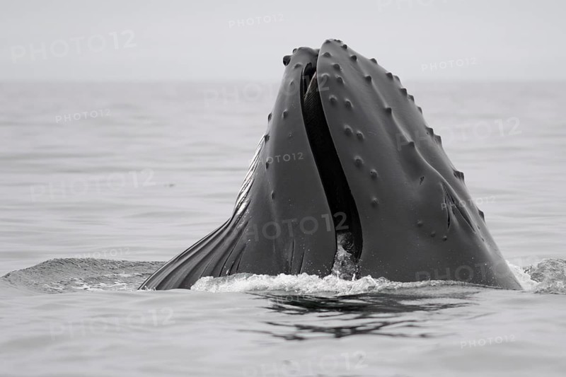 Mouth of a Humpback Whale (Megaptera novaeangliae) while feeding