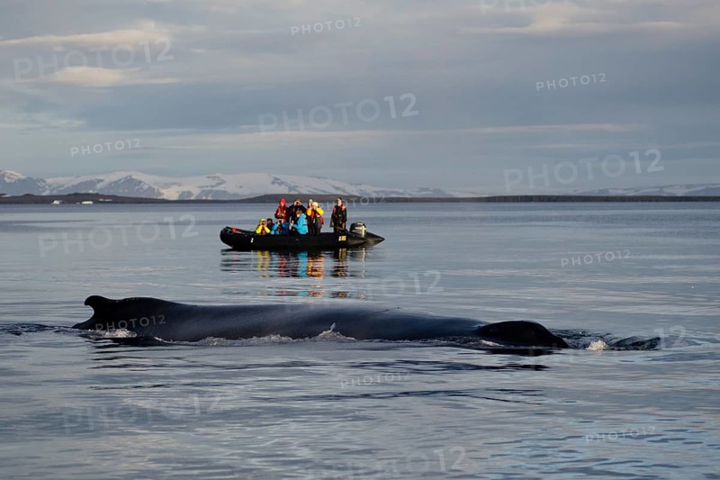 Whale watching