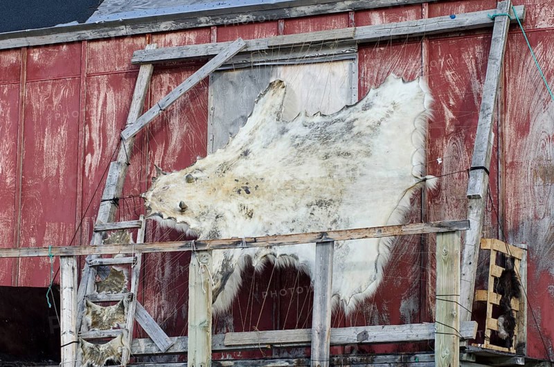 Polar bear skin drying on a frame outside a house in the Ittoqqortoormiit settlement