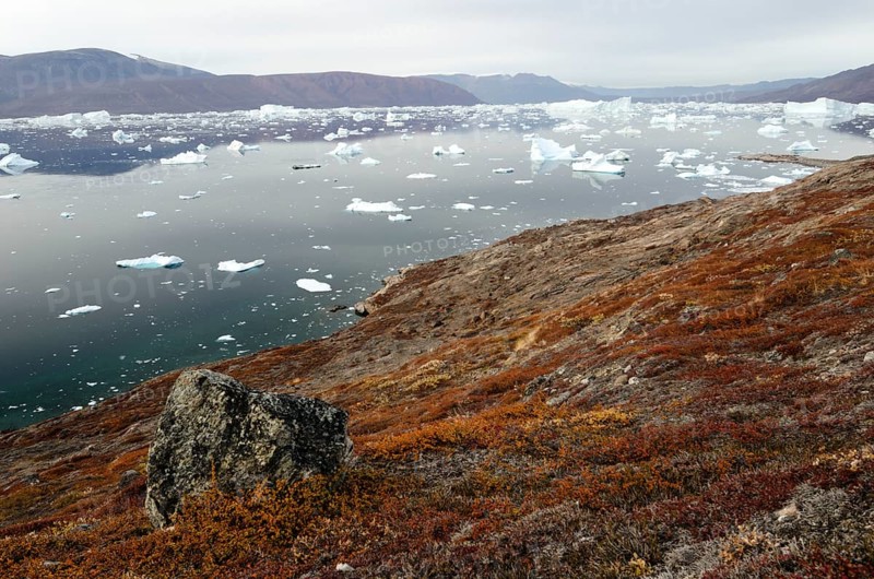 Autumn-coloured foliage on the island of Sorte Oer in front of drifting icebergs