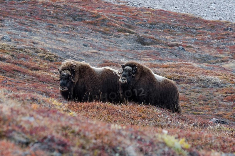 Two Musk Ox (Ovibos moschatus) in autumnal tundra vegetation