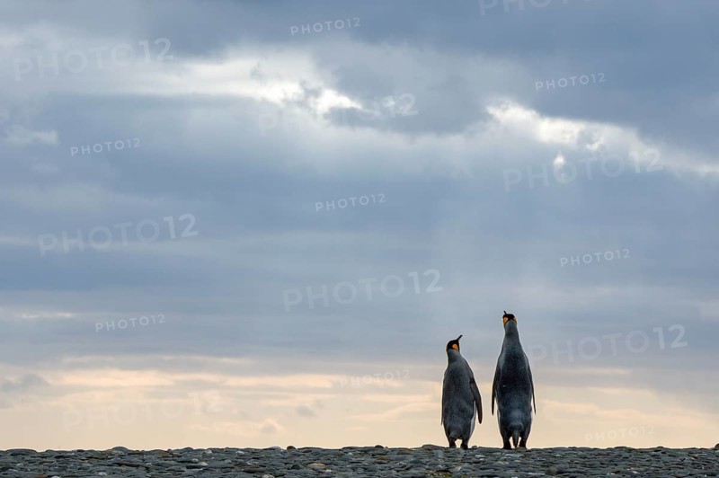 King Penguins (Aptenodytes patagonicus)