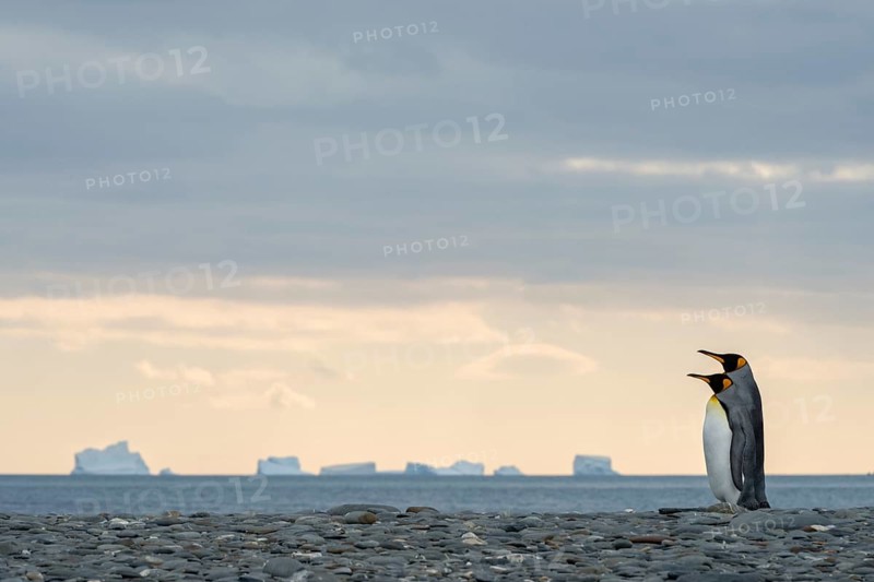 King Penguins (Aptenodytes patagonicus) couple