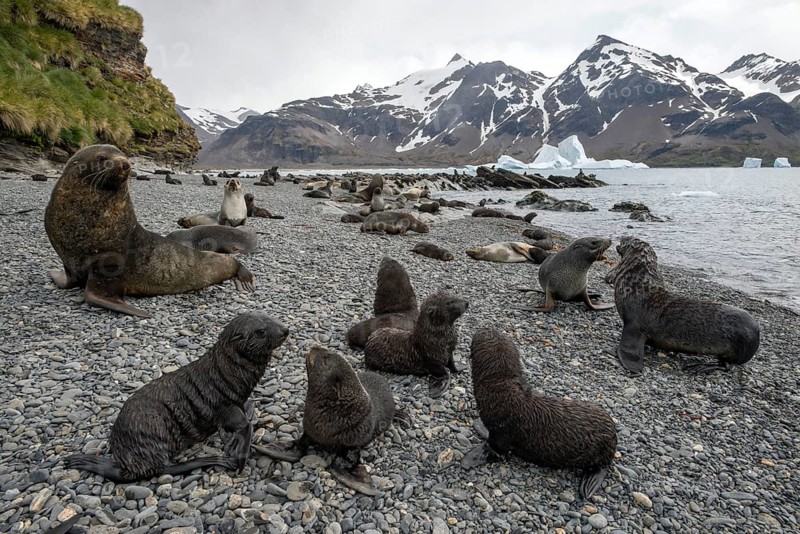 Antarctic Fur Seals (Arctocephalus gazella) pups and adults