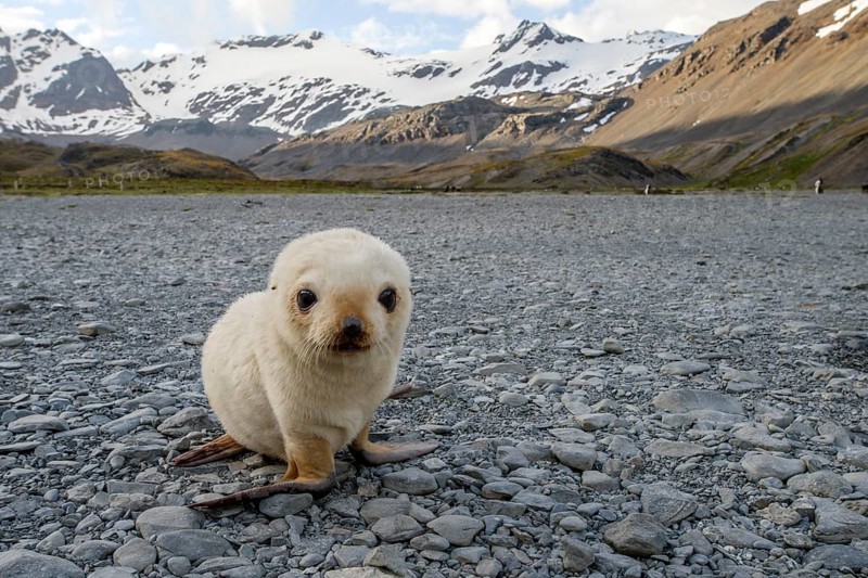 Antarctic Fur Seal (Arctocephalus gazella)