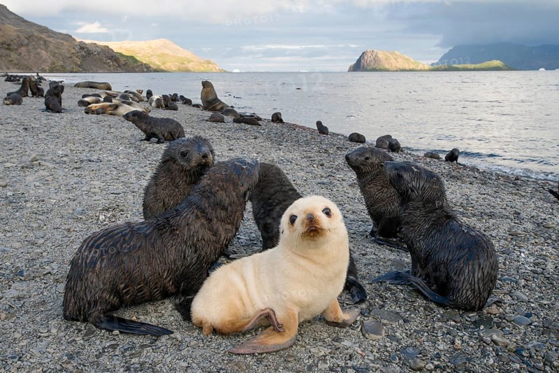 Antarctic Fur Seals (Arctocephalus gazella)