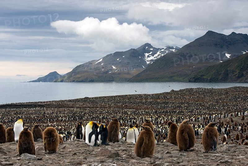 King Penguins (Aptenodytes patagonicus) in front of the Cook Glacier