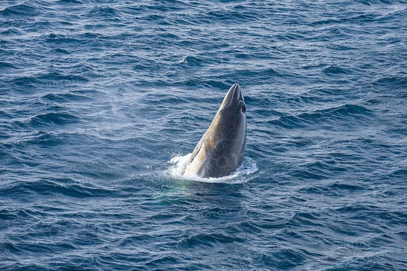 Antarctic minke whale or southern minke whale (Balaenoptera bonaerensis)