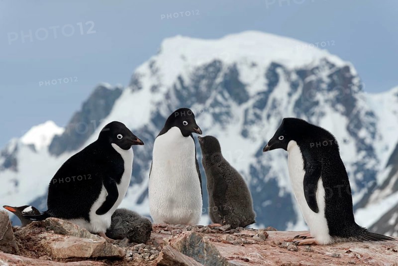 Adelie Penguins (Pygoscelis adeliae)