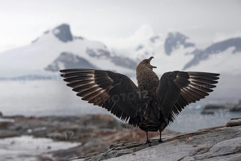 South Polar Skua (Stercorarius maccormicki)