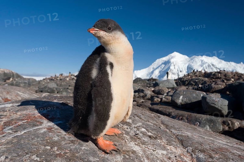 Gentoo Penguin (Pygoscelis papua)
