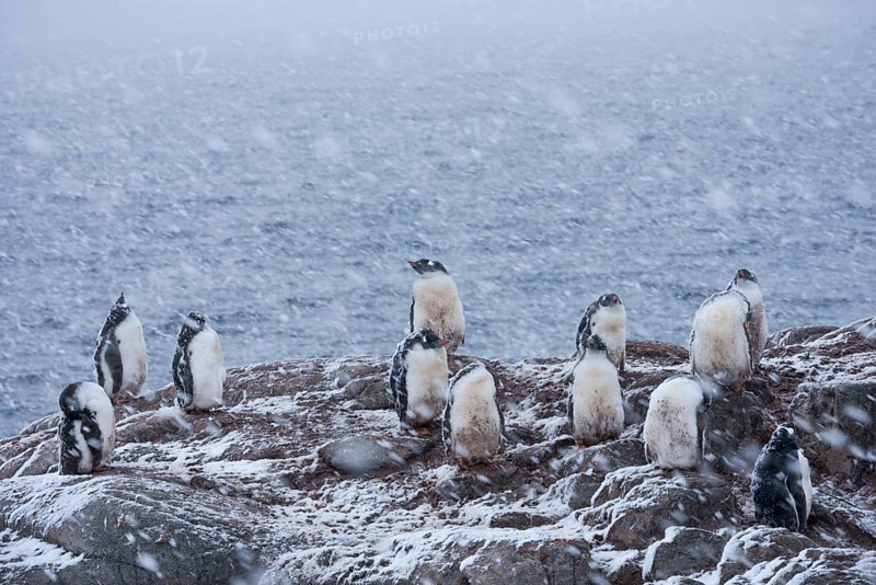 Gentoo Penguins (Pygoscelis papua)