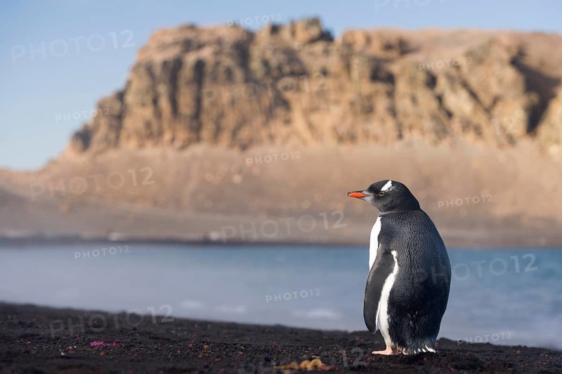 Gentoo Penguin (Pygoscelis papua)