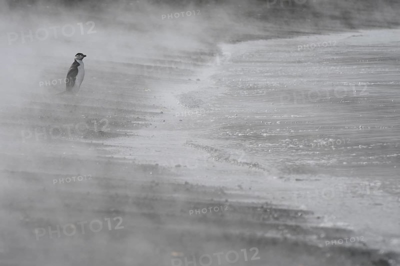 Chinstrap Penguin (Pygoscelis antarctica)