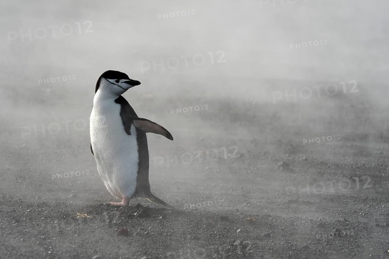 Chinstrap Penguin (Pygoscelis antarctica)