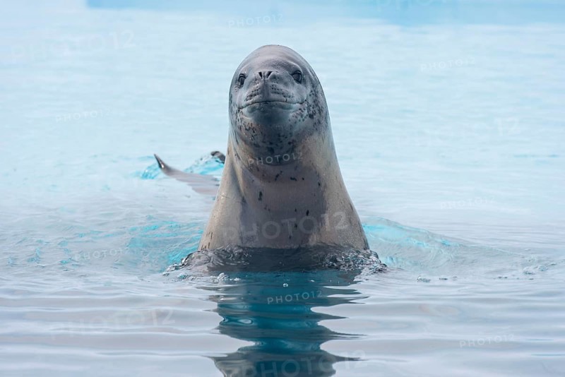 Leopard Seal (Hydrurga leptonyx)
