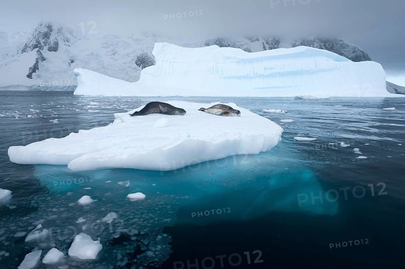 Leopard Seals (Hydrurga leptonyx) lying on an iceberg
