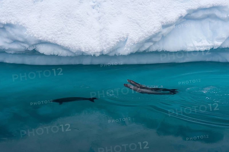 Crabeater seals (Lobodon carcinophaga)