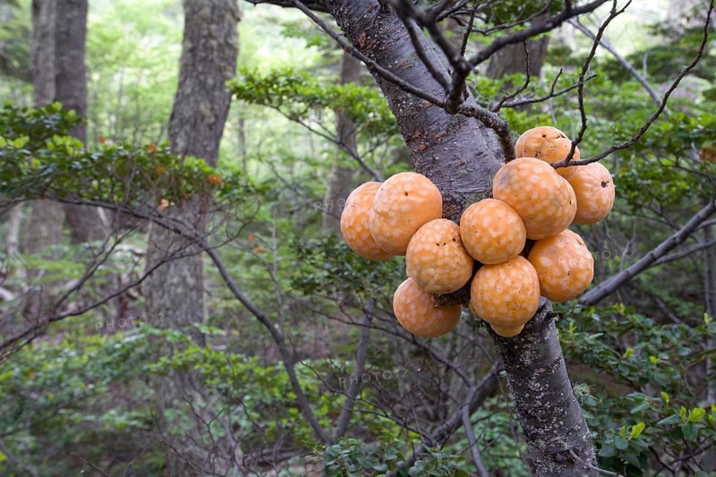 Fruiting bodies of Darwin's Fungus (Cyttaria darwinii) growing on a Southern Beech (Nothofagus)