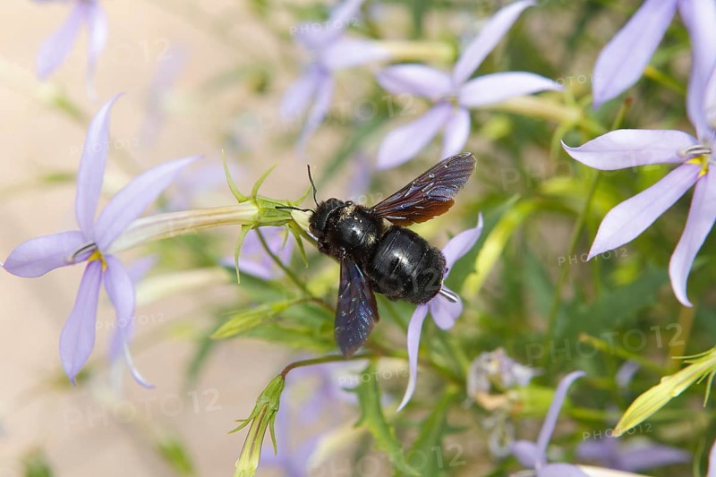 Large Violet Carpenter Bee (Xylocopa violacea)