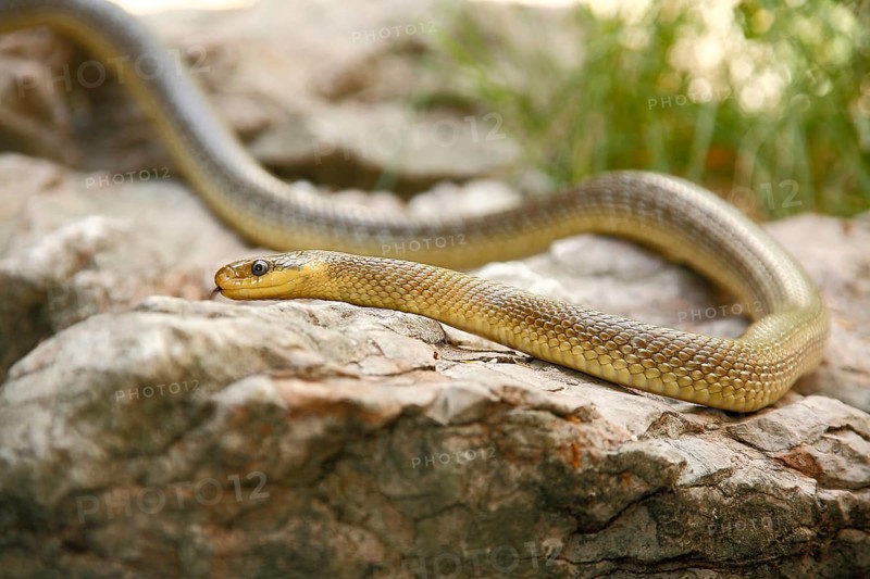 Aesculapian Snake (Zamenis longissimus)