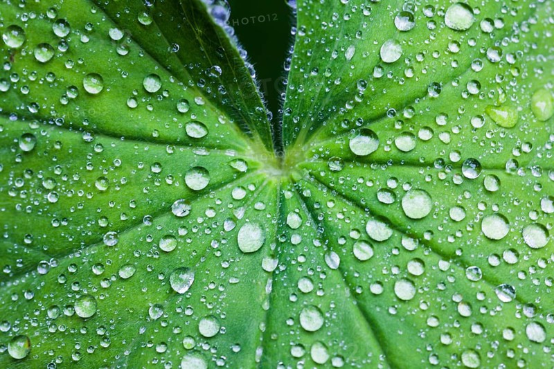 Lady's Mantle (Alchemilla vulgaris)