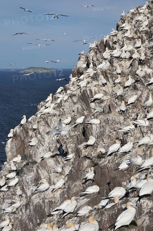 Northern Gannet (Morus bassanus) colony