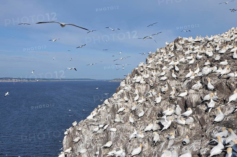 Northern Gannet (Morus bassanus) colony