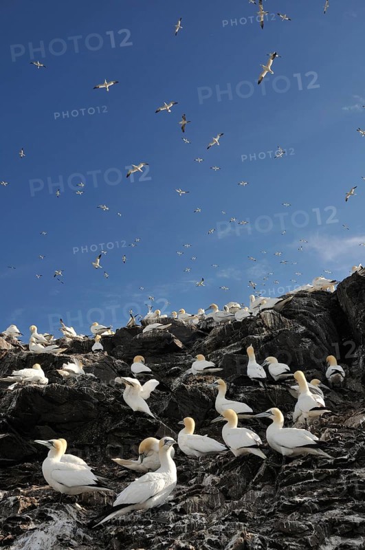 Northern Gannets (Morus bassanus) in a breeding colony