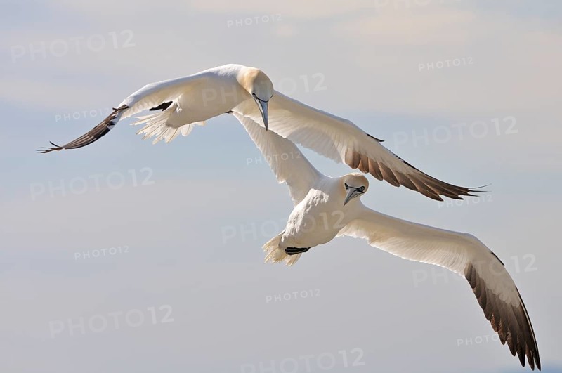 Two Northern Gannets (Morus bassanus) in flight