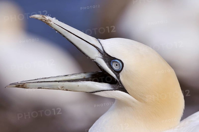 Northern Gannet (Morus bassanus) with an opened beak