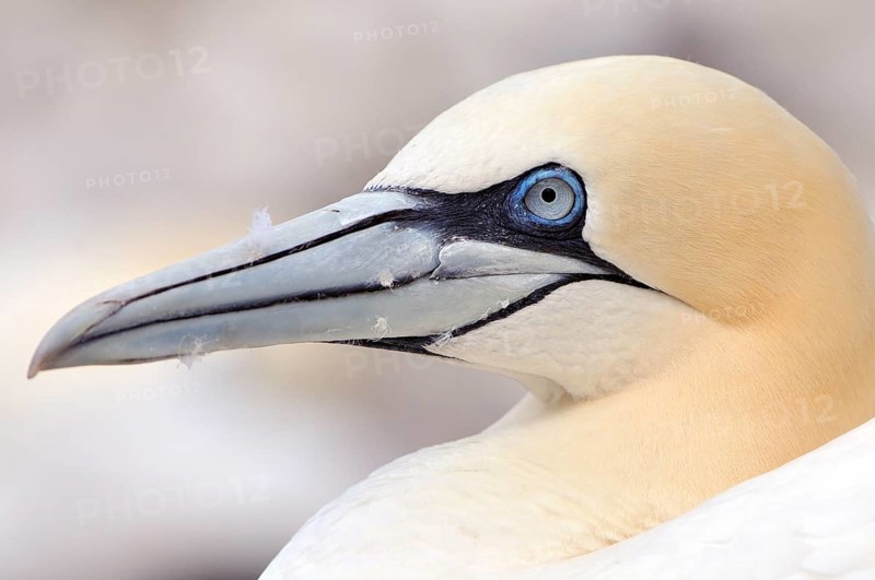 Northern Gannet (Morus bassanus)