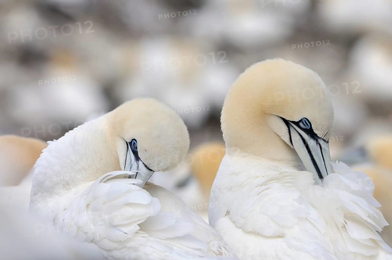 Northern Gannets (Morus bassanus) preening