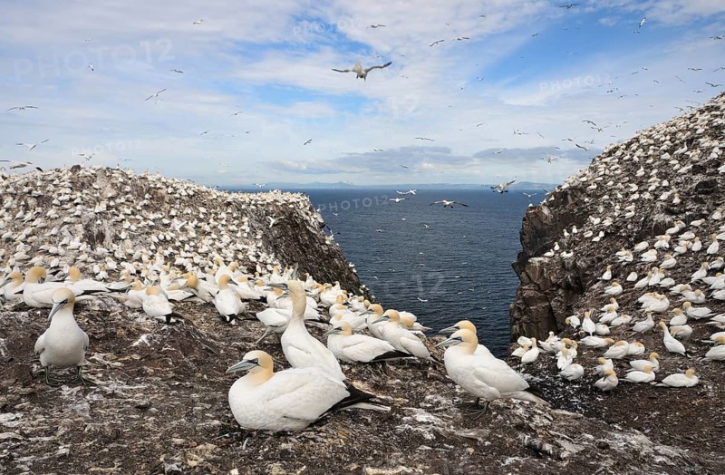 Northern Gannets (Morus bassanus) in a breeding colony