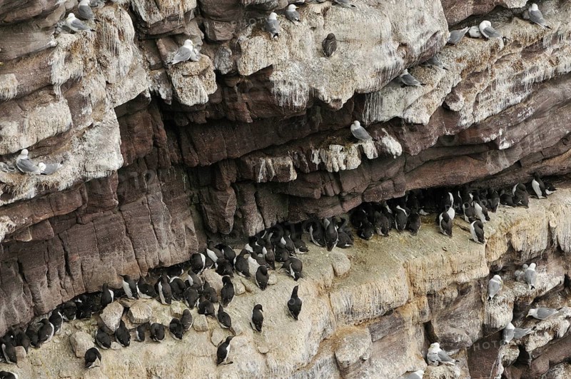 Bird cliffs