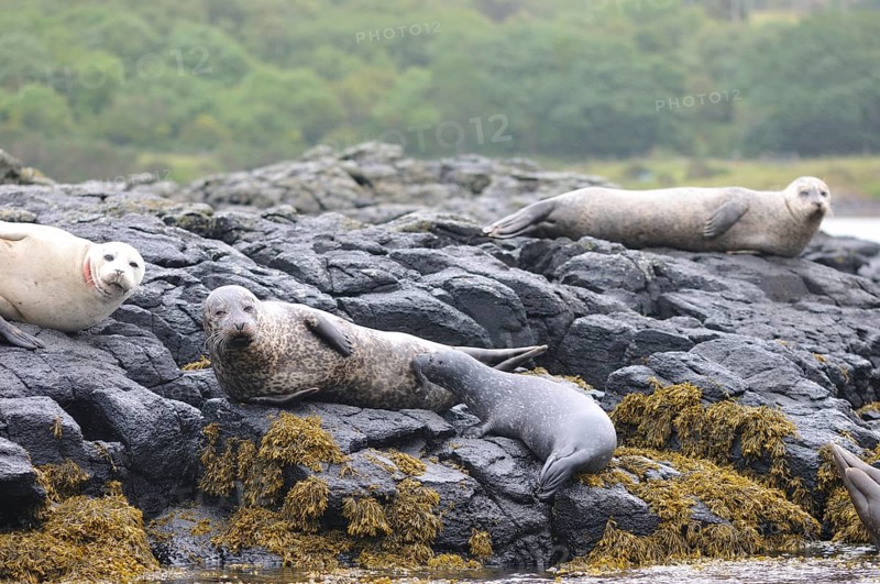 Harbour Seals (Phoca vitulina) on rocks at low tide