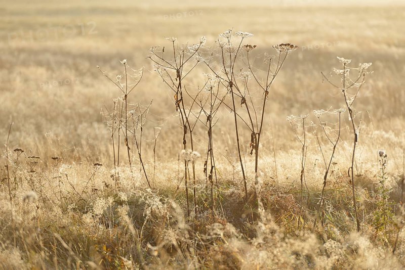 Old perennials in a meadow covered with spider webs and dewdrops