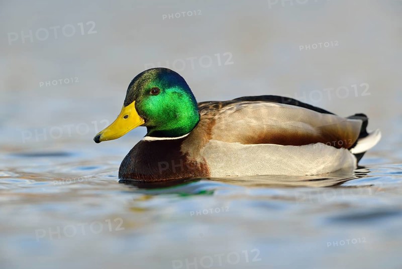 Mallard (Anas platyrhynchos)