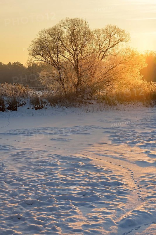 Snow-covered and frosty winter landscape in a pond area at sunrise