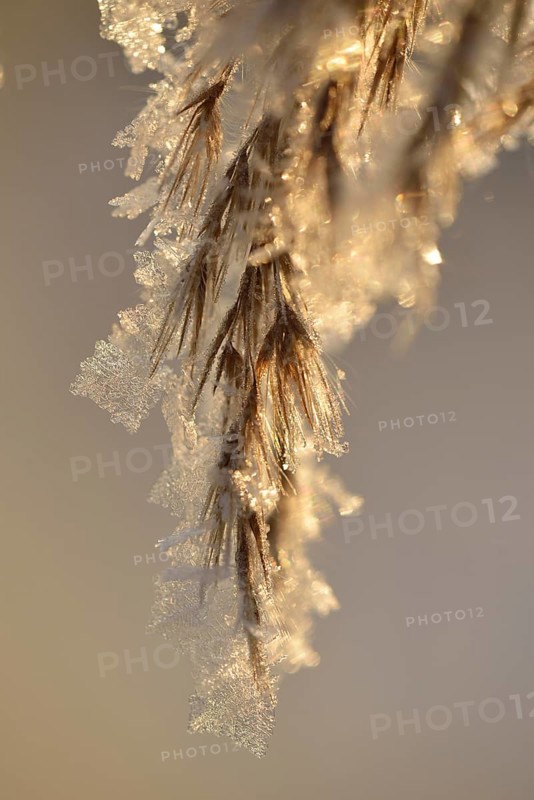 Thick layer of ice crystals on dried grass