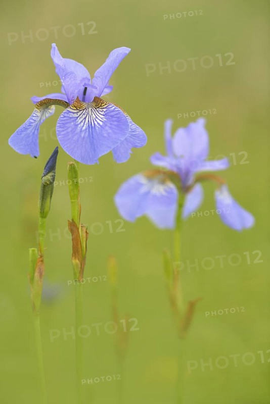 Siberian Iris (Iris sibirica) on a wet meadow