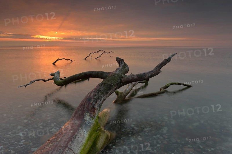Broken tree stump in the water