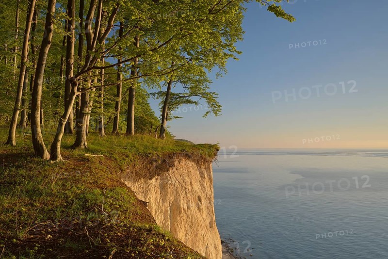 Beech forest on the edge of the steep coast in the first morning light