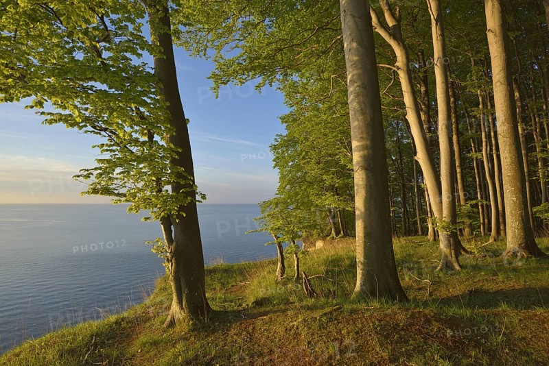 Beech forest on the edge of the steep coast in the first morning light