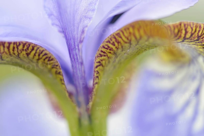 Siberian Iris (Iris sibirica)