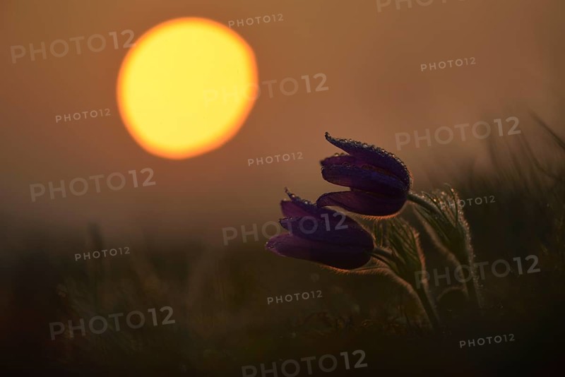 Common Pasque Flower or Dane's Blood (Pulsatilla vulgaris)