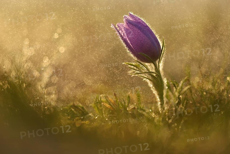 Common Pasque Flower or Dane's Blood (Pulsatilla vulgaris) in drizzling rain